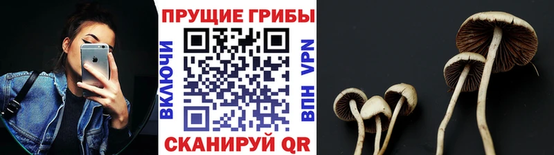 ОМГ ОМГ ТОР Приморск Галлюциногенные грибы Cubensis закладки